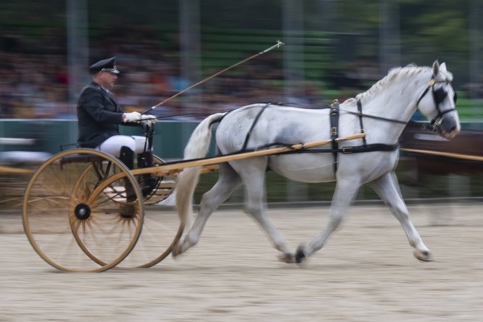 Ein Einspänner bei einer traditionellen Hengstparade. Die erste Moritzburger Hengstparade fand 1924 statt.