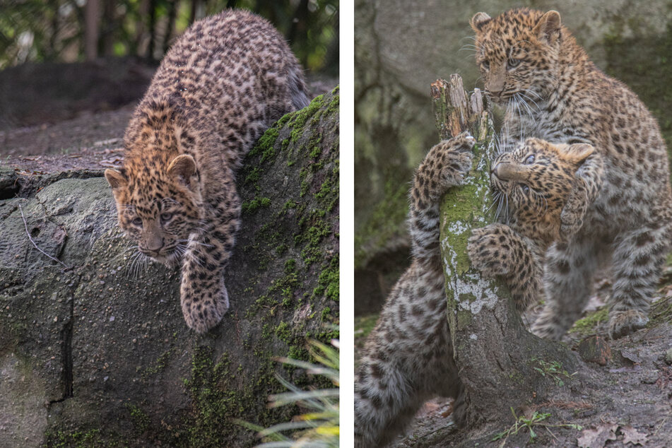 Seltener Anblick: Hagenbecks Leoparden-Babys erkunden erstmalig das Außengehege