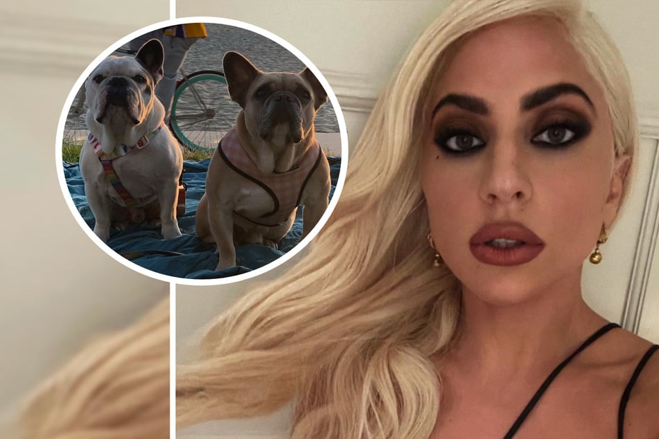 Nach Diebstahl von Lady Gagas Hunden: Vier Jahre Haft für Täter