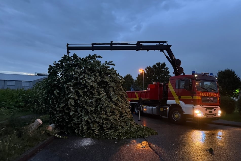 Die Feuerwehr musste entwurzelte Bäume zur Seite räumen.