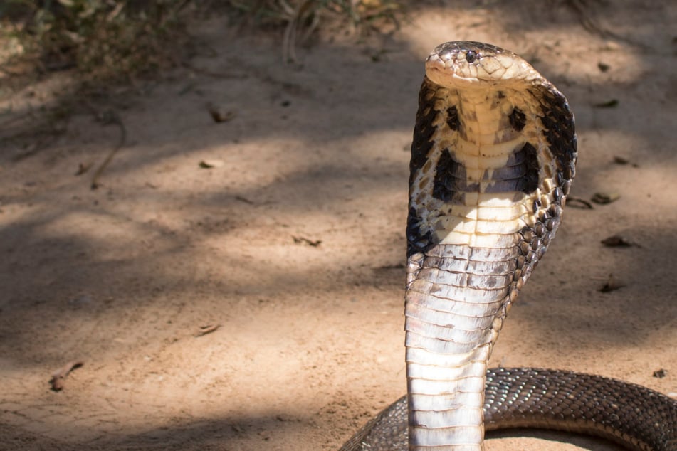 Albtraumhafter Tier-Exodus: Hochgiftige Schlangen wegen des Klimawandels auch bald bei uns?