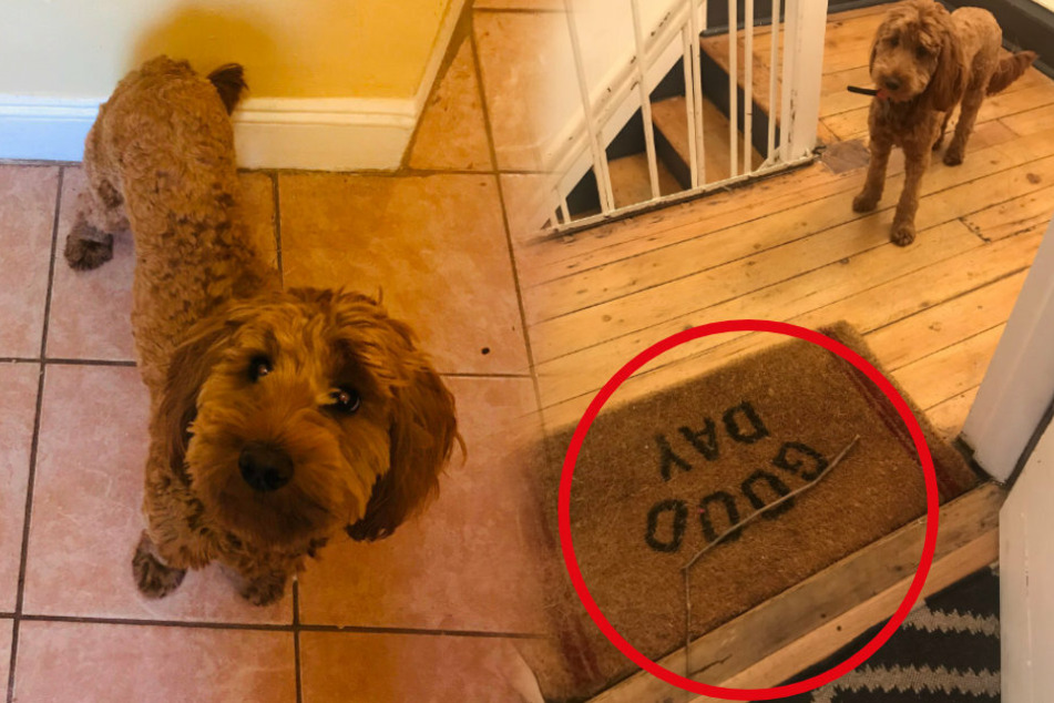 Allanna bekam unerwarteten Besuch vom Hund Freida. Immerhin: Dieser brachte ihr sogar ein Geschenk mit!