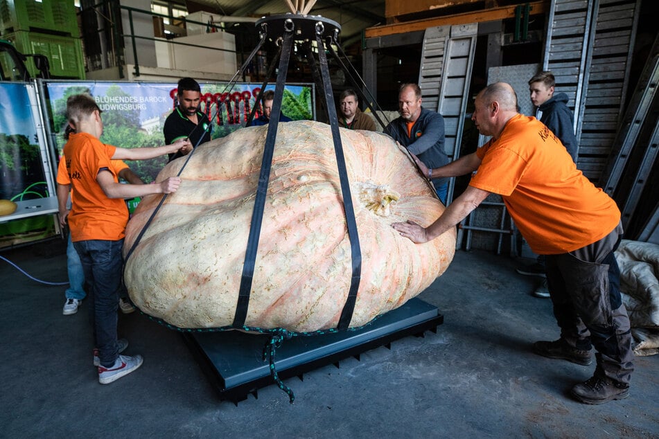 Einen der größten Kürbisse der Welt züchtete der Italiener Stefano Cutrupi.