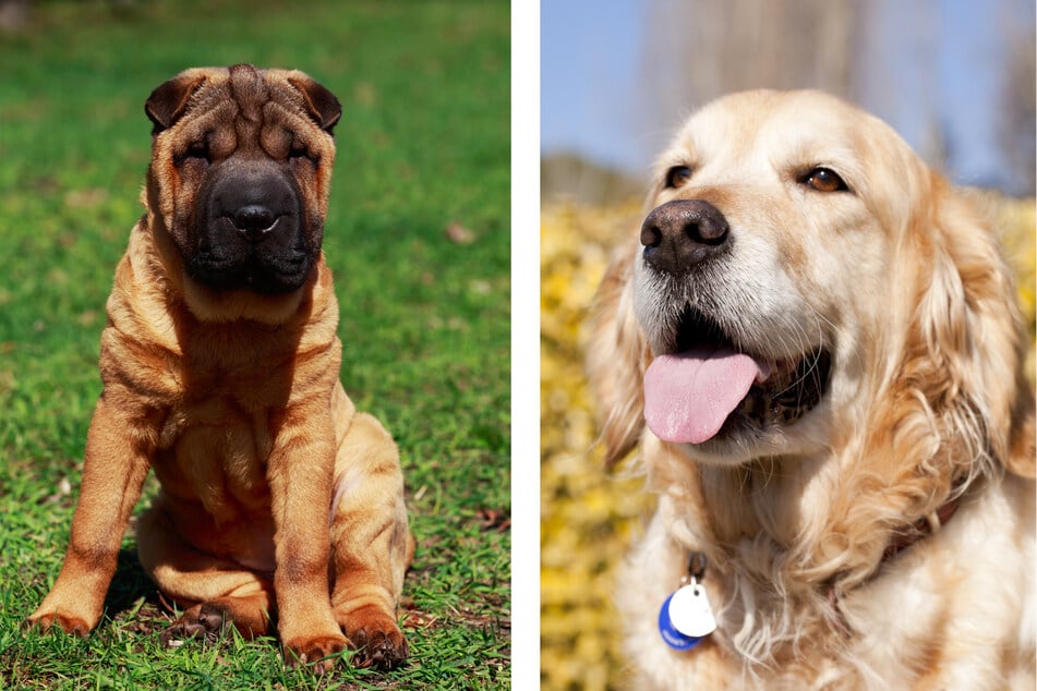 A golden pei is a mix between the smart shar-pei (l.) and the good-natured golden retriever (r.).