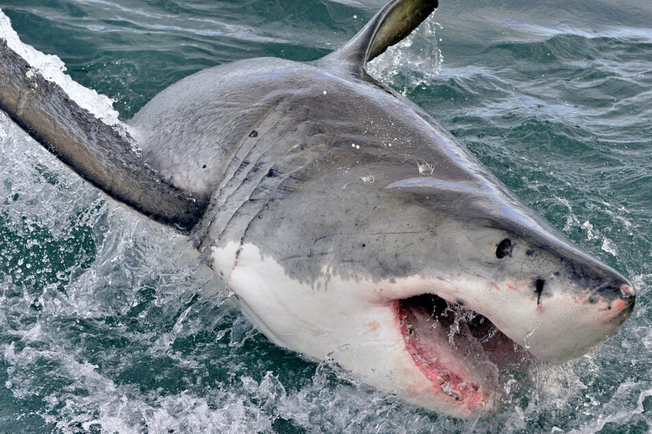 Schock am Strand: Haifisch zerfleischt Touristen!