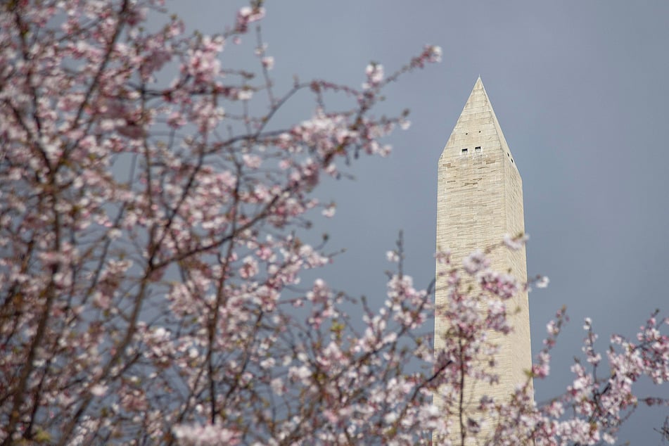 Cherries in DC can hit peak bloom far before the Cherry Blossom Festival kicks off.