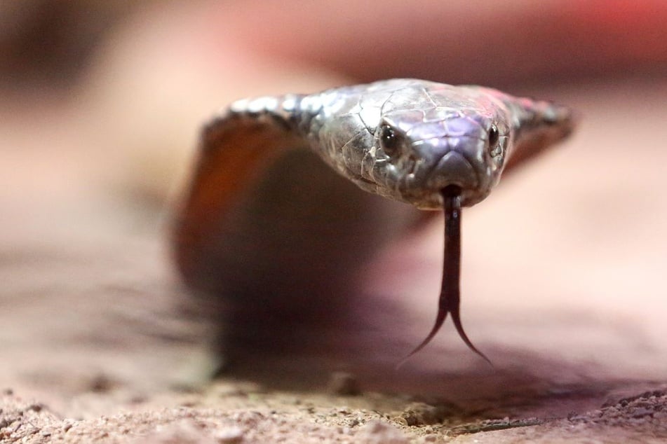 Eine giftige arabische Kobra kriecht durch ihr Terrarium im Terrazoo Rheinberg. (Archivbild)
