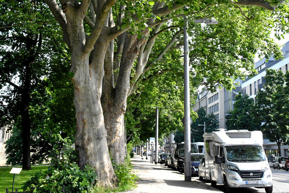 Platanen, wie hier am Zwinger, werden von der Stadt als Klimawandel-Reaktion wieder vermehrt gepflanzt. Denn die Bäume mit ihrem weit verzweigten Wurzelnetzwerk sind recht dürrerobust.