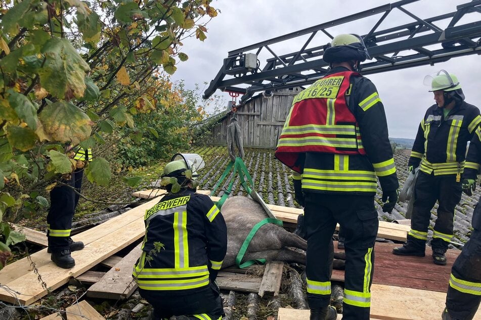 Die Einsatzkräfte brachten das in Not geratene Tier mit einem Rettungsgeschirr und einer Drehleiter sicher zu Boden.