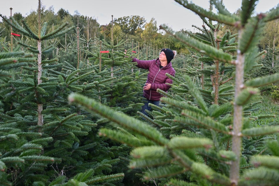 Bald stehen sie in den festlich geschmückten Stuben: Ivonne Griebel von der Firma Weihnachtsbäume und Schnittgrün betrachtet den Wuchs ihrer Nordmann-Tannen.