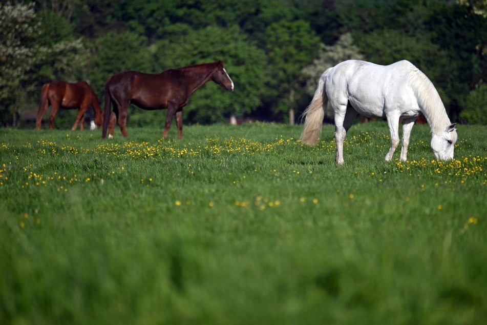 In der Altmark hat sich ein Mann sexuell an einem Pferd vergangen. (Symbolbild)