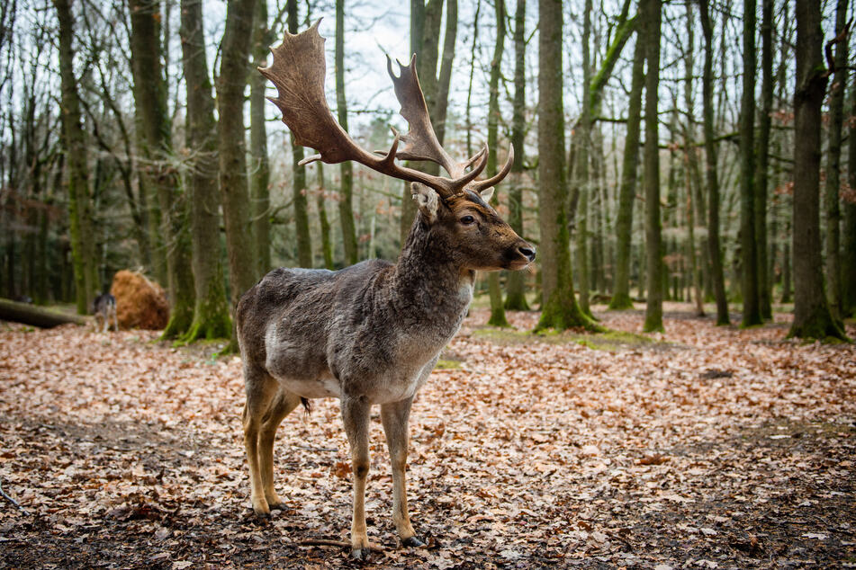 Mit etwas Glück könnt Ihr im Herbst im Wildgatter die Hirsche Röhren hören.