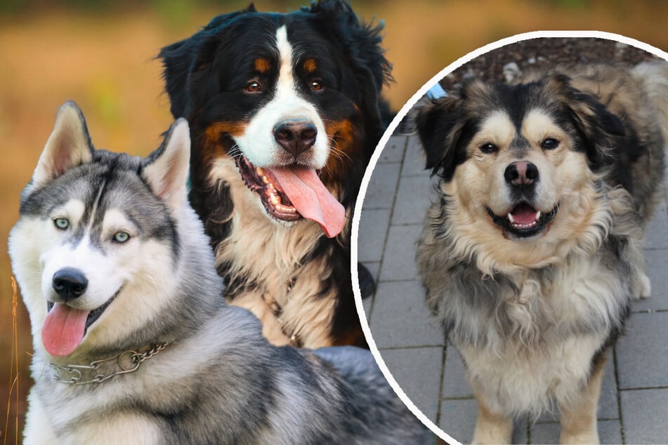 Prince (r.) is a mix of his parents, who were a Bernese Mountain Dog and Husky (stock image).