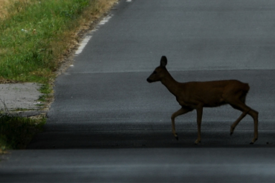 Nach ersten Erkenntnissen ist dem Motorradfahrer ein Reh zum Verhängnis geworden. (Symbolfoto)