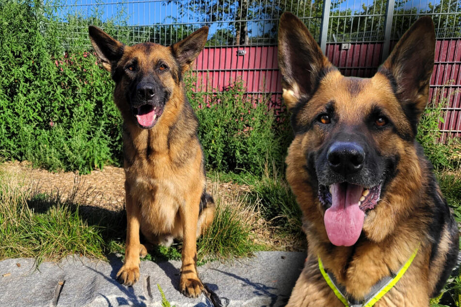 Schäferhund "Odin" hofft auf Halter, die sich mit seiner Hunderasse auskennen.