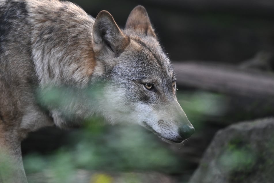 Mehrere Wölfe wurden in Hessen in freier Wildbahn nachgewiesen.