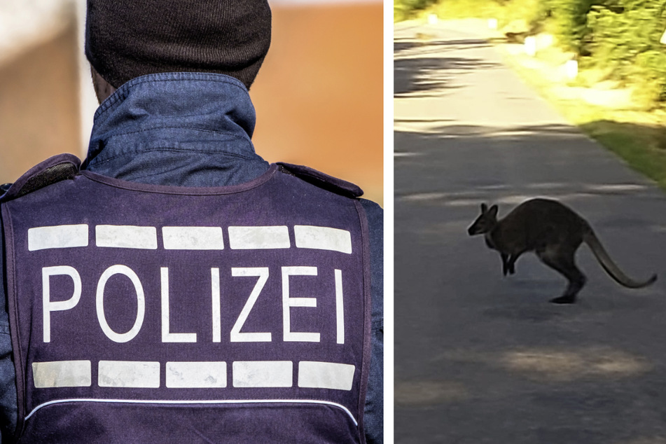 Polizisten gelang es, das entlaufene Känguru einzufangen.