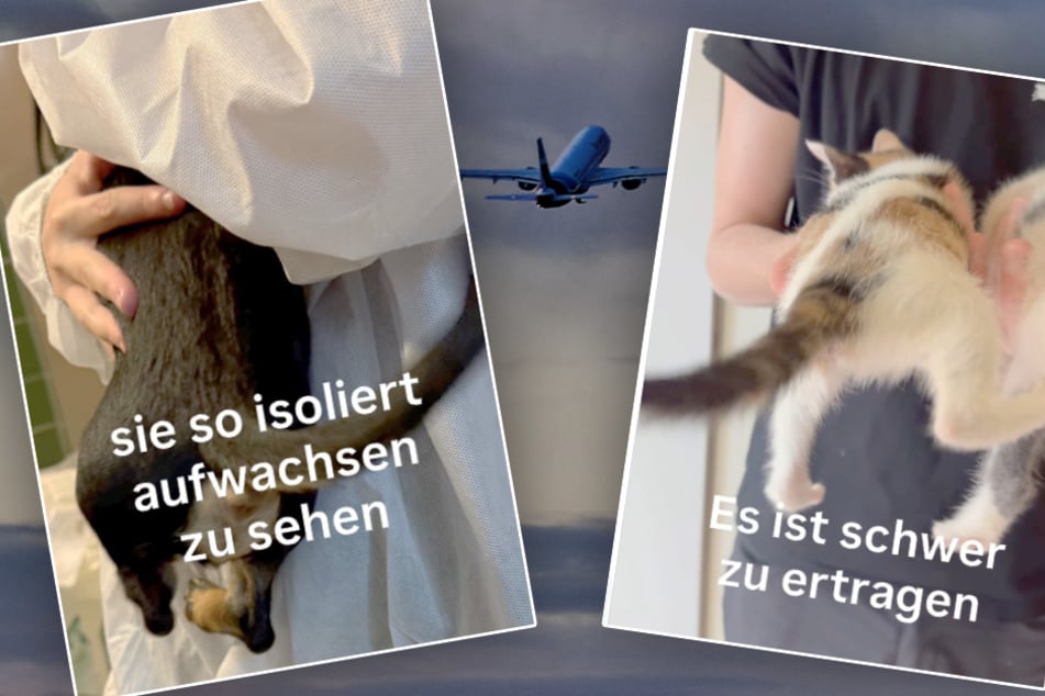 Sämtliche Tiere aus dem neuesten Post dürfen aus rechtlichen Schritten noch nicht vollständig gezeigt werden.