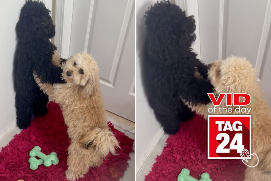 viral videos: Viral Video of the Day for July 8, 2025: Doggy drama unfolds in hilarious home brawl!