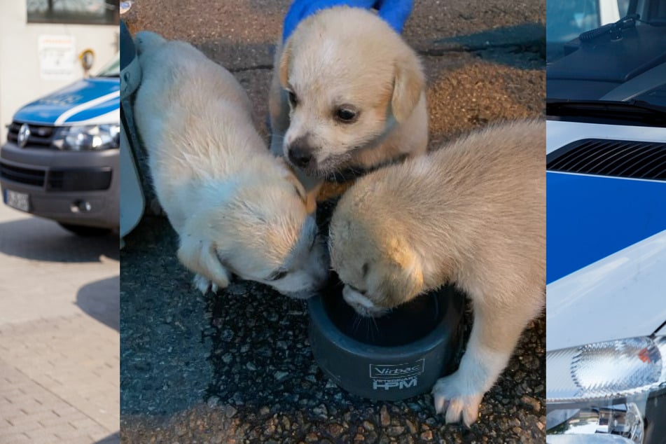 Auf der A61 bei Dannstadt-Schauernheim wurden am Sonntag drei Hundewelpen sichergestellt.
