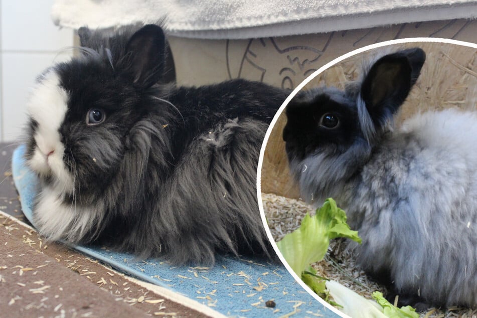 Löwenköpfchen Black Pearl (l.) und Angora-Mix Leander sind durch ihr Schicksal aneinander gebunden.