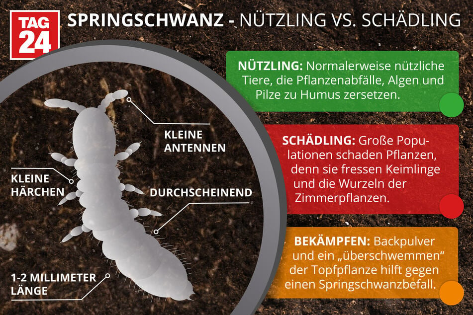 Das Wichtigste über den Springschwanz in einer Grafik zusammengefasst.