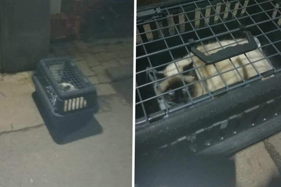 Fassungslosigkeit beim Tierheim! Hilflose Katze eiskalt vor dem Tor ausgesetzt