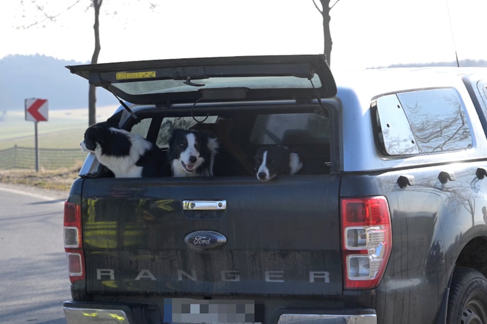 Ein halbes Dutzend Hunde befand sich auf der Ladefläche des Pick-ups.
