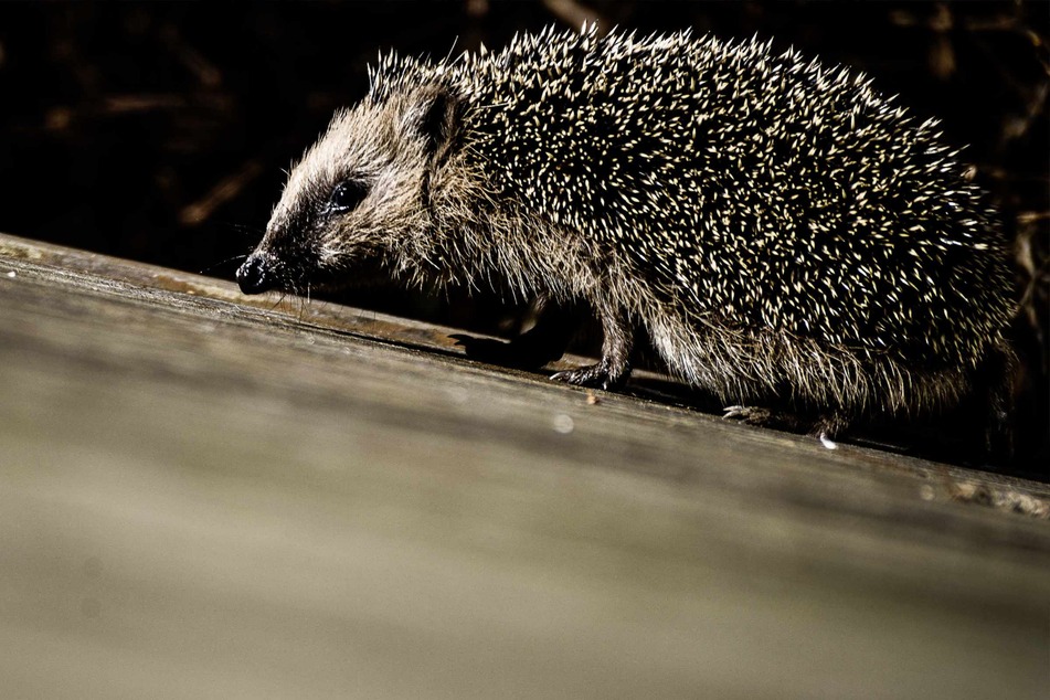 Ein Igel überquert eine Straße. (Symbolbild)