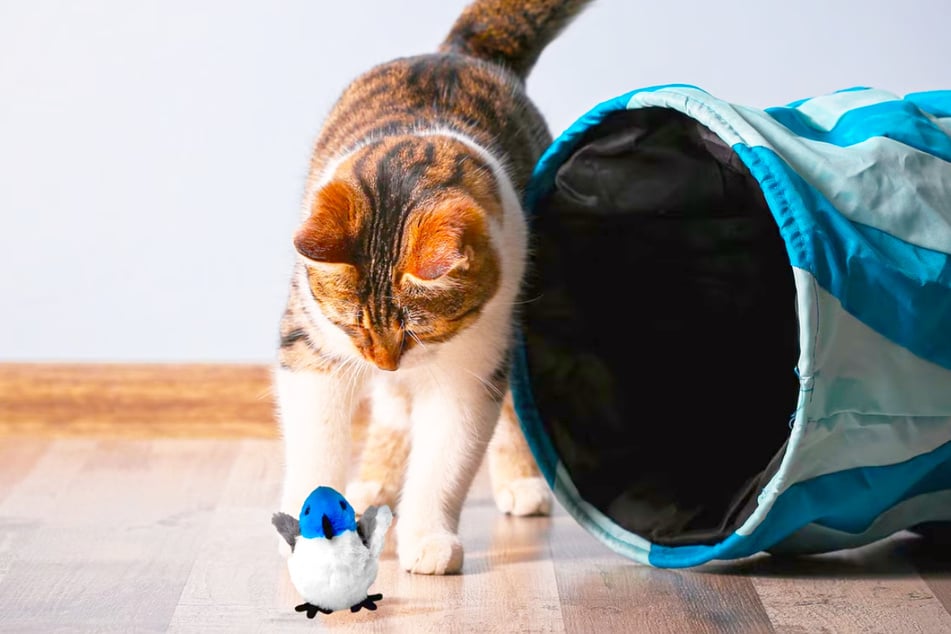 New year, new toys: refresh your pet's collection with Chewy