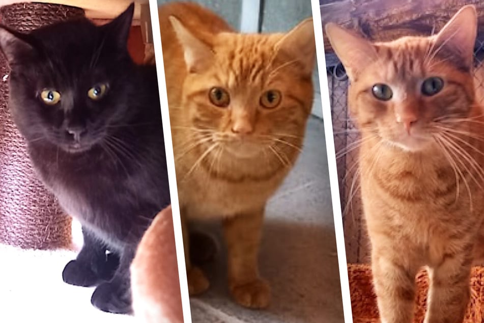 Katzen-Trio hatte kein leichtes Leben, doch jetzt soll sich alles endlich ändern