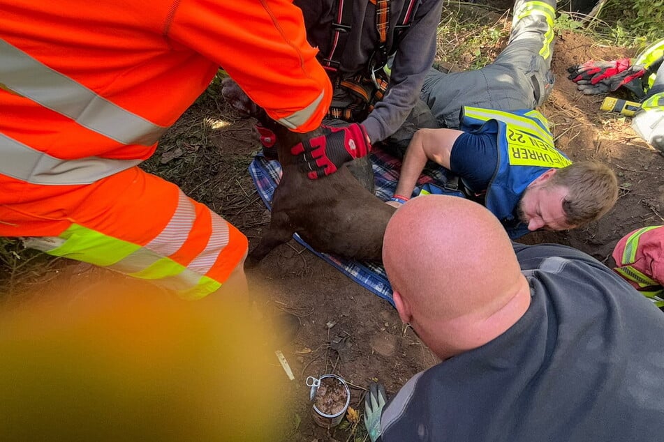 Die Einsatzkräfte konnten den Hund retten.