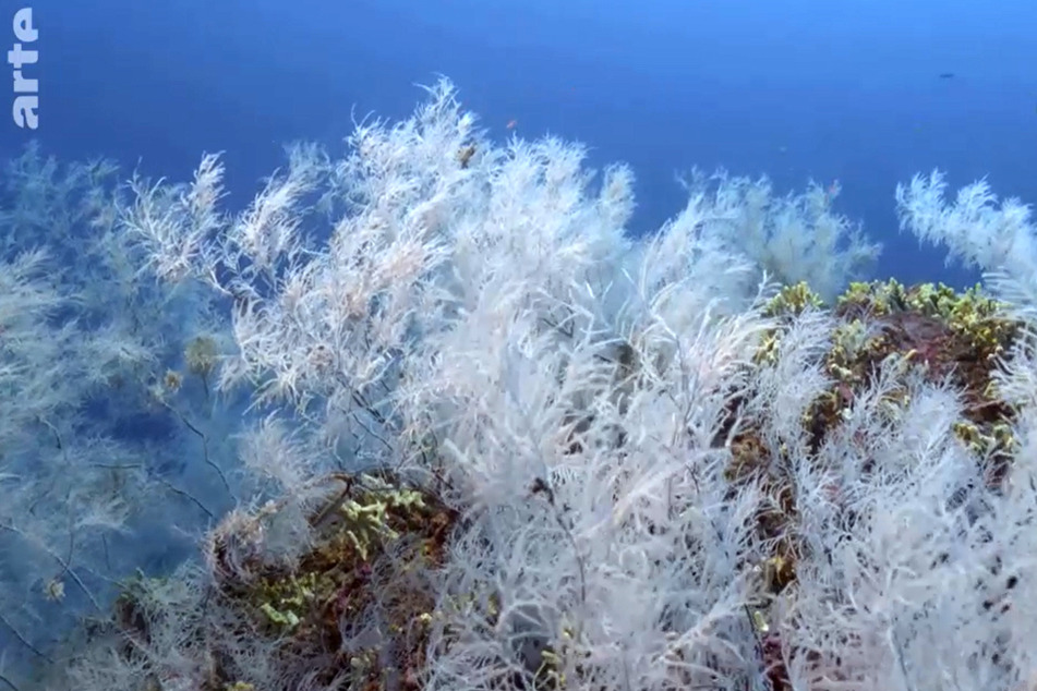 Die Schwarze Koralle bildet "Weiße Wälder" in 80-100 Metern Tiefe. Es ist selbst erzeugtes Licht! Schaut fast aus wie eine Weihnachts-Deko...