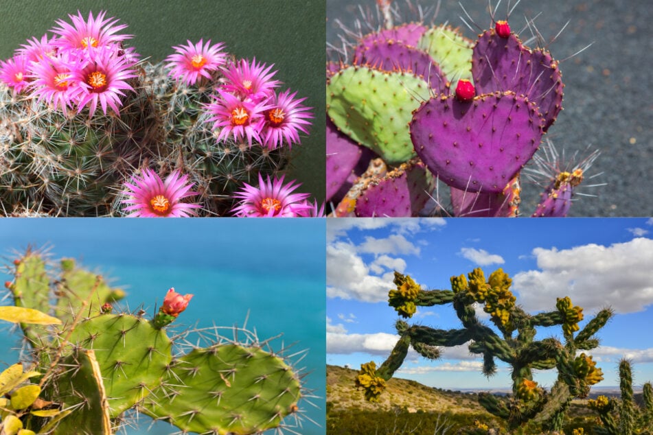 Der Escobaria vivipara, der Opuntia macrocentra, der Opuntia phaeacantha und der Cylindropuntia imbricata eignen sich für draußen.