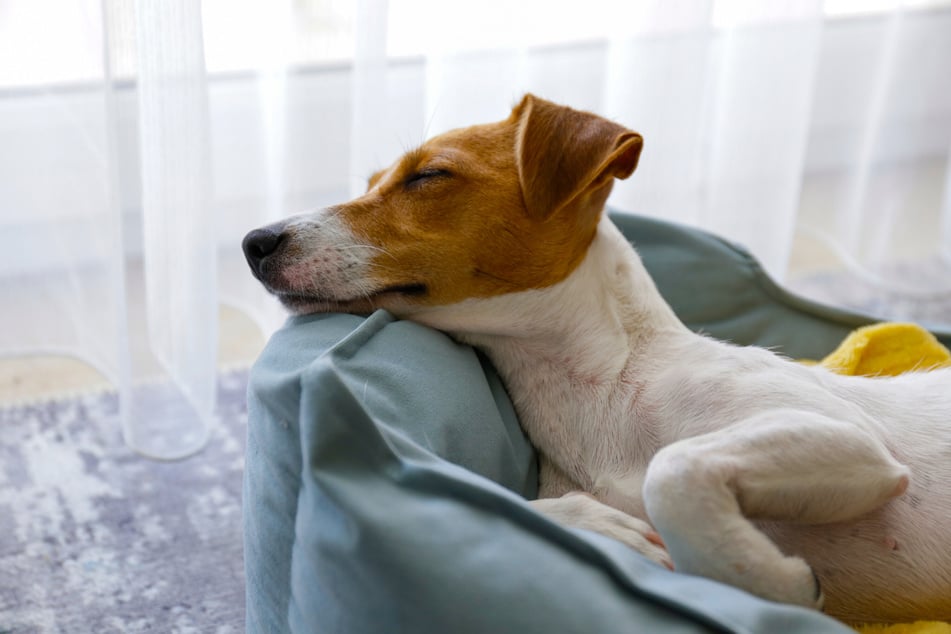 Der tiefe Schlaf hilft Hunden dabei, den Tag zu verarbeiten.