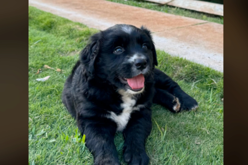 The neighboring dogs' love story resulted in mixed-breed pup Bear!