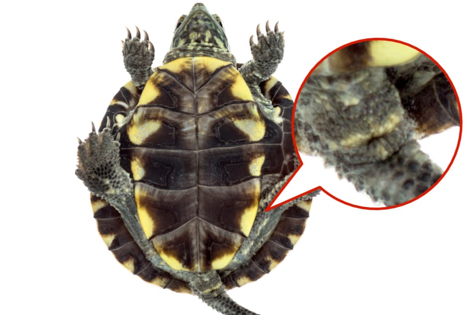 Die Kloake ist im Allgemeinen ein Ausscheidungsorgan am Schwanz von Schildkröten.