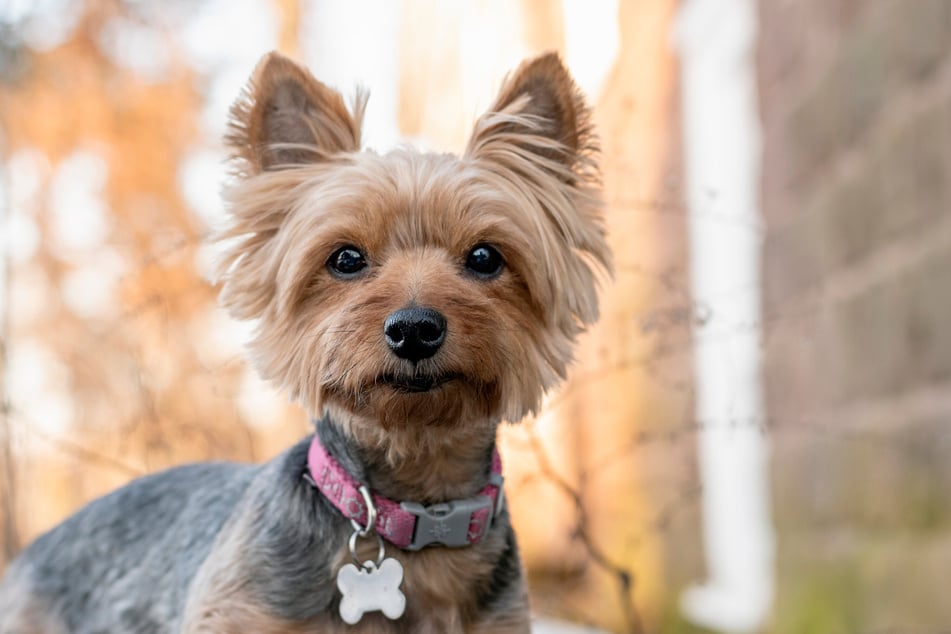 Yorkshire Terrier Maddie (9) hat einen harten Überlebenskampf hinter sich. (Symbolbild)