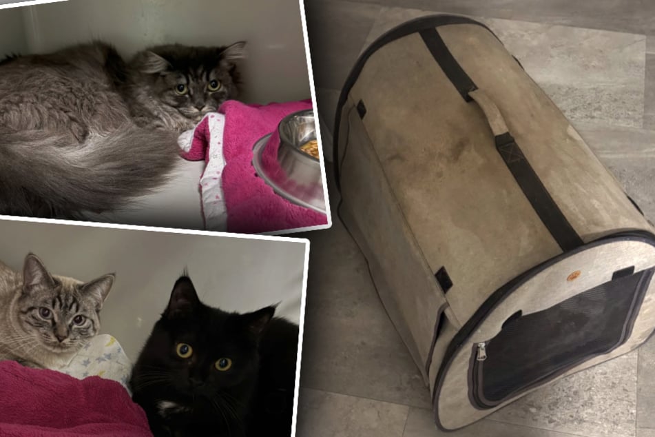 Böse Überraschung am späten Abend: Tierretter fassungslos, als sie diese Transportbox finden