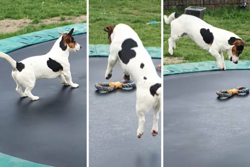 Und los geht's! Vierbeiner Oscar ist richtig begeistert.