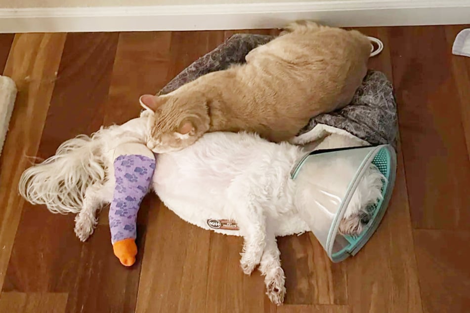 Ungewohntes Bild für ihre Familie: Kater Chuzzlewit kuschelt sich plötzlich an Rosie.