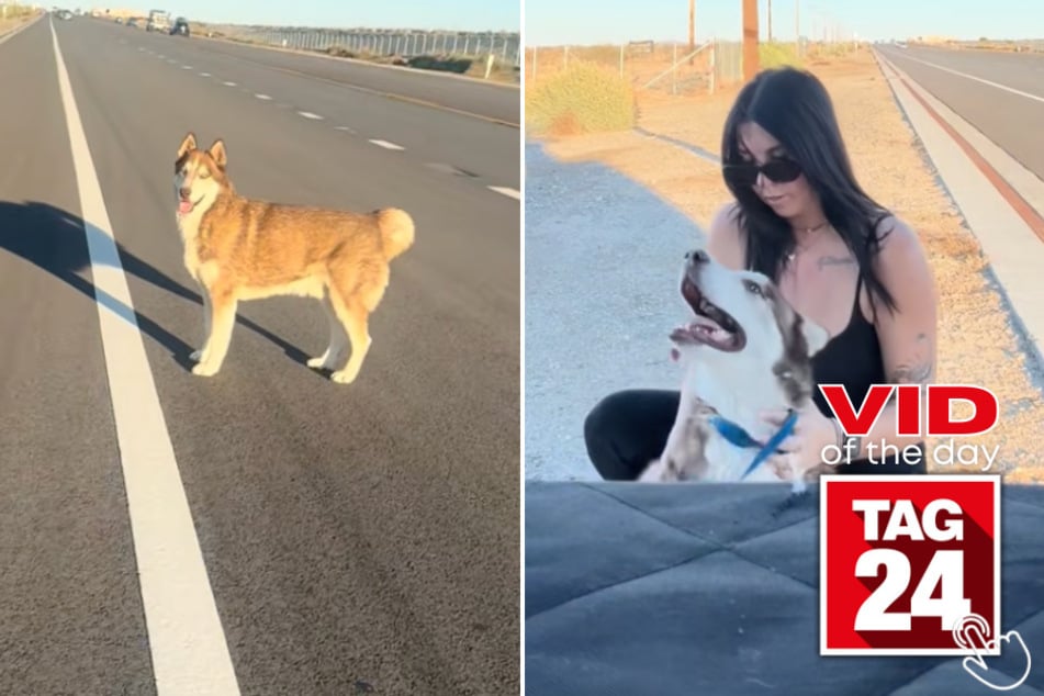 A woman's gentle persistence turns a terrified highway dog rescue into a touching moment of trust.