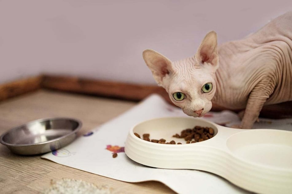 To meet their high energy requirements, Sphynx cats need appropriate food.
