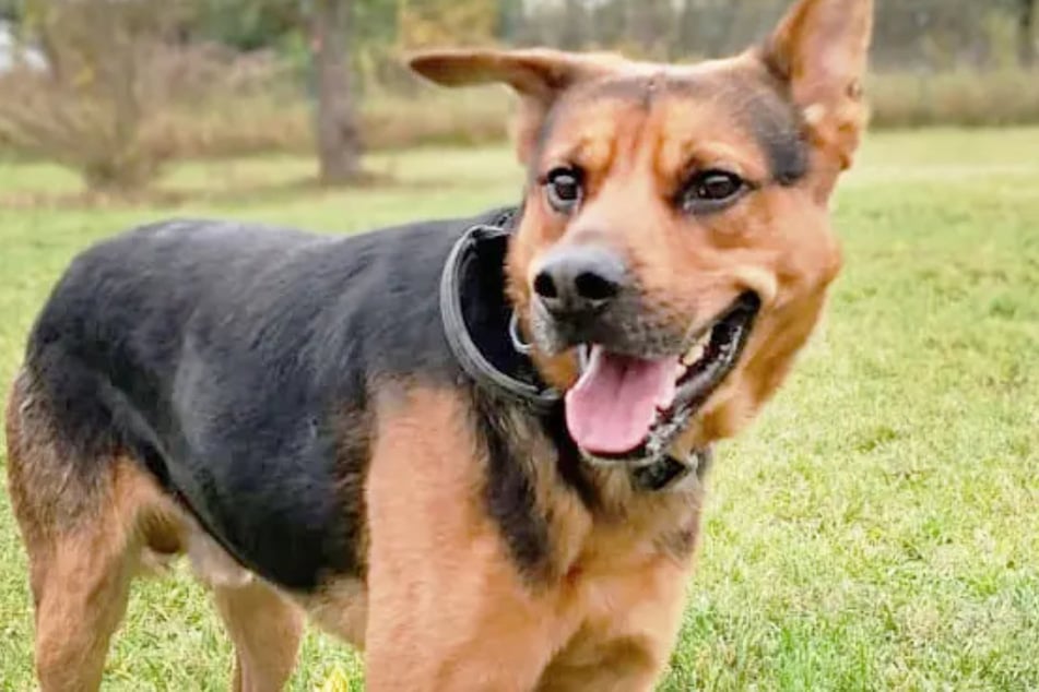 Schäferhund-Mix Jack wird als sehr dominant beschrieben.