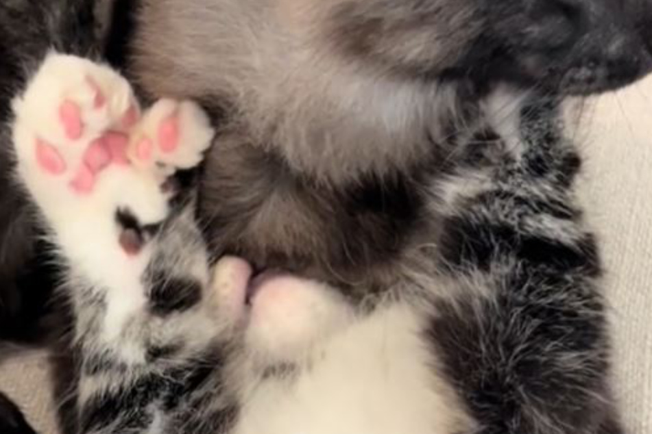 Another TikTok video shows fans a close up of Pancake's special paws.