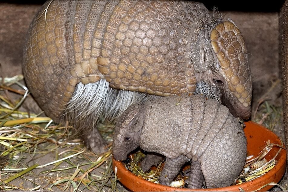 Es ist das erste Tier seiner Art, das im Kölner Zoo geboren wurde.