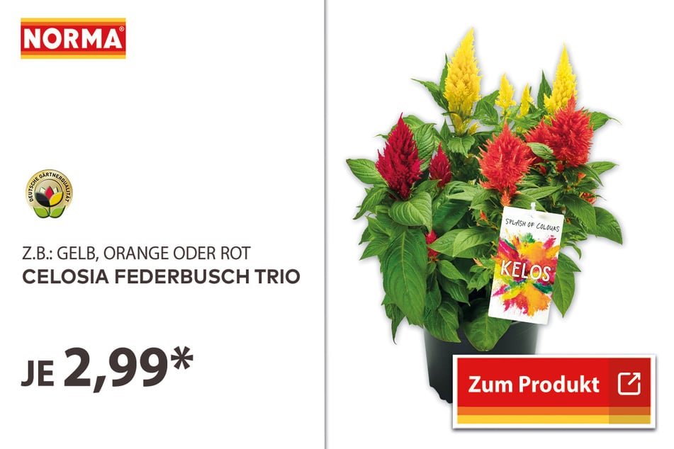 Celosia Federbusch Trio für 2,99 Euro
