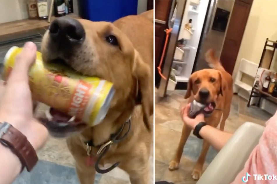 The clever Boone has mastered the art of grabbing beers for his owner.