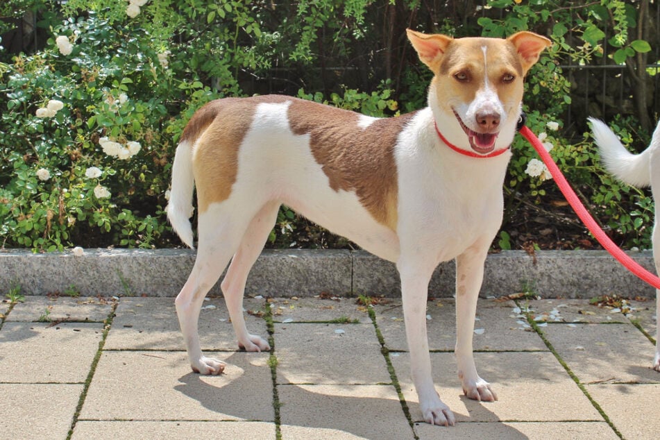 Hündin "Maya" wartet im Tierheim auf ein neues Zuhause.