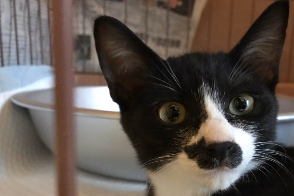 Katze Iggy trägt seine Artgenossen immer mit sich.